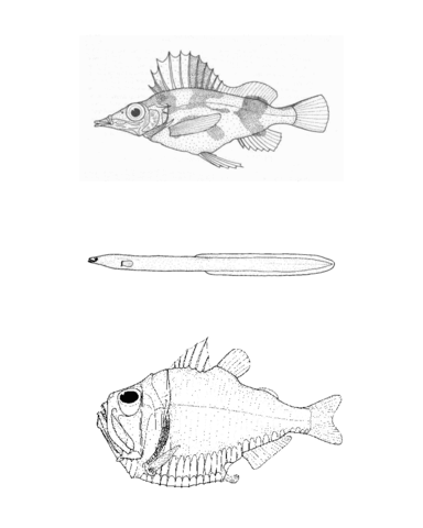 Alertichthys Blacki (Alert Pigfish), Anguilla Australis (Short Finned Eel), Argyropelecus Gigas (Giant Hatchetfish) Coloring Page